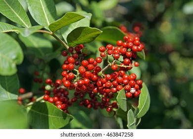 Brazilian peppertree fruits (Schinus terebinthifolius) - Shutterstock ID 463847258