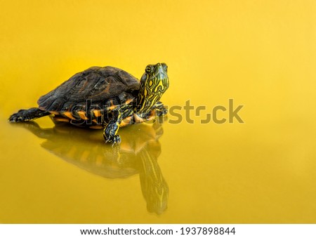 Brazilian pet turtle on yellow background.