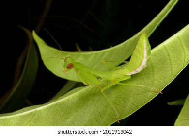 Brazilian Praying Mantis In The Night On A Green Leaf In Amazon Rainforest Near The Village Of Solimões, State Of Pará, Brazil.