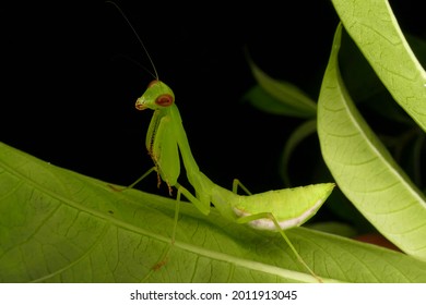 Brazilian Praying Mantis In The Night On A Green Leaf In Amazon Rainforest Near The Village Of Solimões, State Of Pará, Brazil.