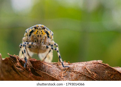 A Brazilian Rain Forest Cicada 