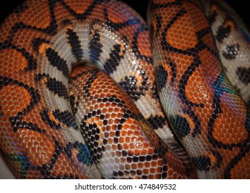 803 Iridescent Snake Images, Stock Photos & Vectors | Shutterstock