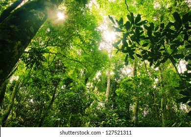 Brazilian Rainforest