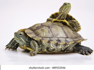 Brazilian Red Eared Slider Turtles Stock Photo 489553546 | Shutterstock