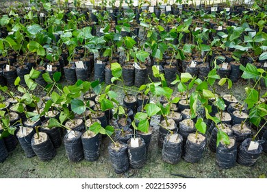 Brazilian Rosewood Pau Rosa Tree Seedlings In A Nursery For Reforestation In The Amazon Rainforest. Concept Of Environment, Ecology, Biodiversity, Aniba Rosaeodora, Bioeconomy, Conservation, Nature.