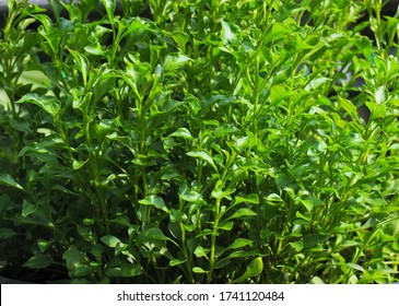 Brazilian Spinach Or Sissoo Spinach Or Samba Lettuce In Backyard Garden These Vegetables Also Provide A Good Of Health . Healthy Food.High-quality Vegetables.,home Grown Vegetables