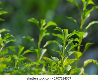 Brazilian Spinach Or Sissoo Spinach Or Samba Lettuce In Backyard Garden These Vegetables Also Provide A Good Of Health . Healthy Food.High-quality Vegetables.,home Grown Vegetables