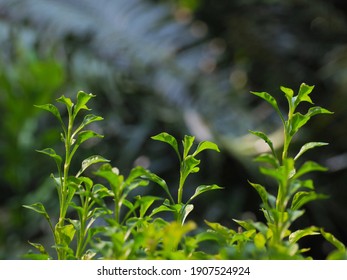 Brazilian Spinach Or Sissoo Spinach Or Samba Lettuce In Backyard Garden These Vegetables Also Provide A Good Of Health . Healthy Food.High-quality Vegetables.,home Grown Vegetables