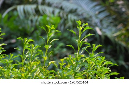 Brazilian Spinach Or Sissoo Spinach Or Samba Lettuce In Backyard Garden These Vegetables Also Provide A Good Of Health . Healthy Food.High-quality Vegetables.,home Grown Vegetables