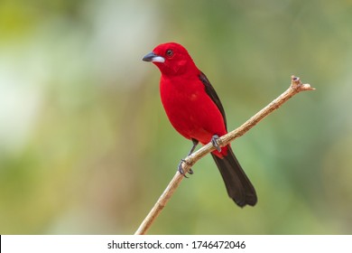 The brazilian tanager is a bird that is a symbol of the Atlantic Forest of Brazil