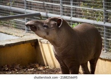 Brazilian Tapir At Barcelona Zoo