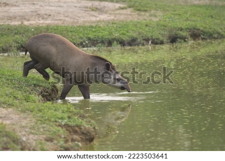 Brazilian Tapir or Lowland Tapir (Tapirus terrestris) entering in the water, Tapiridae family, Perissodactyla order, Pantanal, Mato Grosso, Brazil Stock photo © 