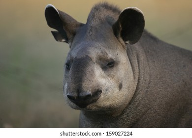 Brazilian Tapir, Tapirus Terrestris, On Land In Brazil