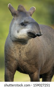 Brazilian Tapir, Tapirus Terrestris, On Land In Brazil