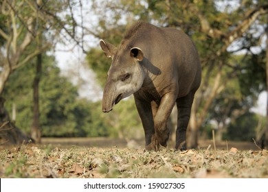 Brazilian Tapir, Tapirus Terrestris, On Land In Brazil