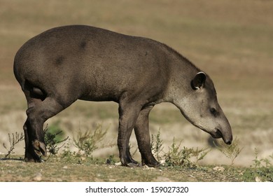 Brazilian Tapir, Tapirus Terrestris, On Land In Brazil