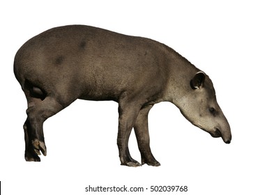 Brazilian Tapir, Tapirus Terrestris, On Land In Brazil