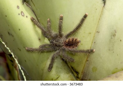 Brazilian Tarantula On Leaf Amazon Rainforest Stock Photo 3673483 ...