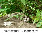 brazilian Tarantula spider, Theraphosidae, with egg sac on its paws.