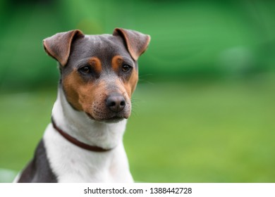 434 Brazilian terrier Images, Stock Photos & Vectors | Shutterstock