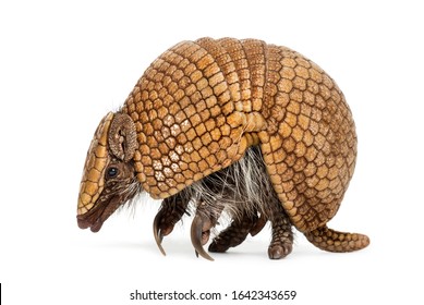  Brazilian Three-banded Armadillo, Tolypeutes Tricinctus - 4 Years Old