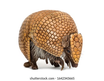  Brazilian Three-banded Armadillo, Tolypeutes Tricinctus - 4 Years Old