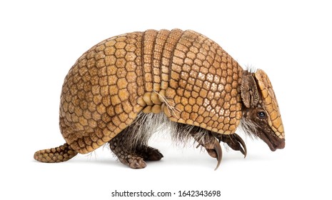  Brazilian Three-banded Armadillo, Tolypeutes Tricinctus - 4 Years Old