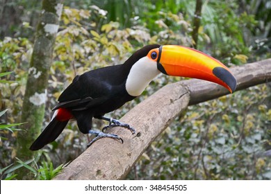 Brazilian toco toucan on a branch in Parque das Aves, Iguazu National Park, Brazil.