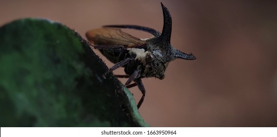 A Brazilian Treehopper On The Leaf. Treehoppers Or Thorn Bugs Are Members Of The Family Membracidae, A Group Of Insects Related To The Cicadas And The Leafhoppers.