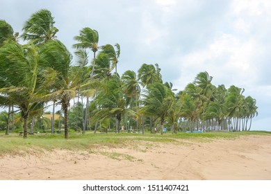 Brazilian Tropical Beach, At Bahia, With White Sand, Coconut Trees And Three Unrecognizable People Walking Away On The Distance