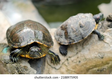 Brazilian Turtle Close Detail Brazilian Turtle Stock Photo 2188975905 ...