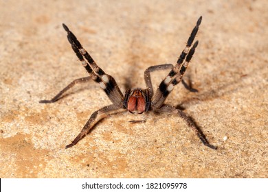 Brazilian wandering spider - danger poisonous Phoneutria Ctenidae - Shutterstock ID 1821095978