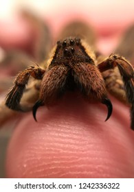 Brazilian Wandering Spider Fangs