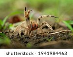 Brazilian wandering spider - Phoneutria boliviensis or depilata species of a medically important spider in family Ctenidae, found in Central and South America, dry and humid tropical forests.