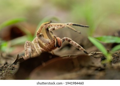 Brazilian wandering spider - Phoneutria boliviensis species of a medically important spider in family Ctenidae, found in Central and South America, dry and humid tropical forests. - Shutterstock ID 1941984460