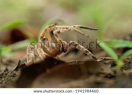 Brazilian wandering spider - Phoneutria boliviensis species of a medically important spider in family Ctenidae, found in Central and South America, dry and humid tropical forests.