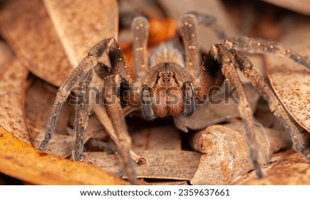 Brazilian Wandering Spider (Phoneutria spp.): Known for its potent venom and aggressive behavior, it's one of the world's most venomous spiders.