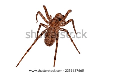 Brazilian Wandering Spider (Phoneutria spp.): Known for its potent venom and aggressive behavior, it's one of the world's most venomous spiders.