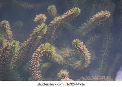 Brazilian Waterweed On The River