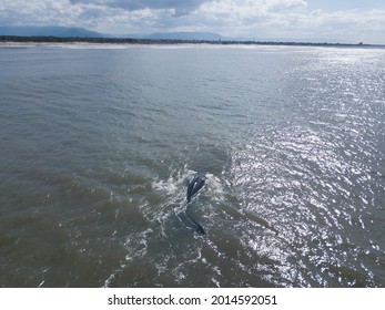 Brazilian Whales called Baleia-Franca at Imbé Rio Grande do Sul Brazil South America