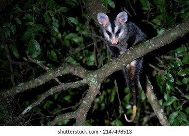 Brazilian White-eared Opossum During Night Time In A Tree