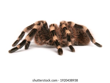 108 Brazilian white knee tarantula Images, Stock Photos & Vectors ...