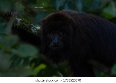 Brazilian wild shadow monkeys in their natural habitat - Shutterstock ID 1783523570