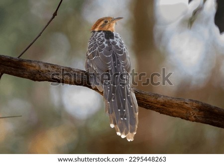 brazilian-bird displaying beauty Dromococcyx pavoninus - Pavonine Cuckoo Lonely bird on firest - brazilian-cuckoo. attract bird to your garden and enjoy contemplate their beautiful colors and melodies