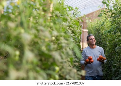 Brasília(DF), Brazil-June - 15,2016: Organic Tomato Grower, Photographed In Plantation With Blurred Foreground, Highlighting Grower