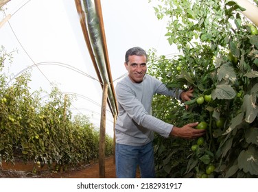 Brasília(DF), Brazil-June - 15,2016: Organic Tomato Grower, Photographed In Plantation With Blurred Foreground, Highlighting Grower