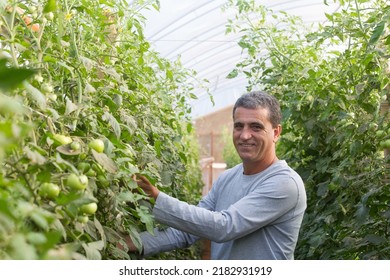 Brasília(DF), Brazil-June - 15,2016: Organic Tomato Grower, Photographed In Plantation With Blurred Foreground, Highlighting Grower