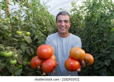 Brasília(DF), Brazil-June - 15,2016: Organic Tomato Grower, Photographed In Plantation With Blurred Foreground, Highlighting Grower