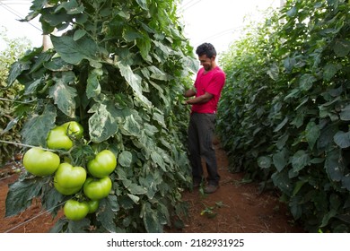 Brasília(DF), Brazil-June - 15,2016: Organic Tomato Grower, Photographed In Plantation With Blurred Foreground, Highlighting Grower