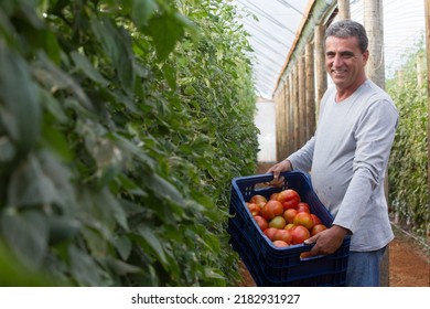 Brasília(DF), Brazil-June - 15,2016: Organic Tomato Grower, Photographed In Plantation With Blurred Foreground, Highlighting Grower